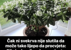 Čak ni svekrva nije znala da može tako da procvjeta: Dovoljno je da ovo sipate pravo u SAKSIJU i krasula je procvjetala za sedam dana! (FOTO)