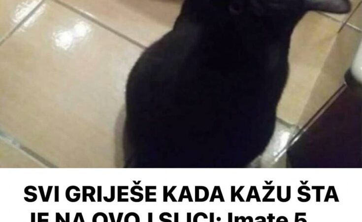 SVI GRIJEŠE KADA KAŽU ŠTA JE NA OVOJ SLICI: Imate 5 sekundi da pogodite, samo 2% ljudi uspije iz prve (FOTO)