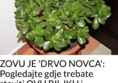 SVI KAŽU DA JE OVO ‘DRVO NOVCA’: Pogledajte gdje trebate staviti OVU BILJKU i novčanik će vam biti PUN PARA DO VRHA!