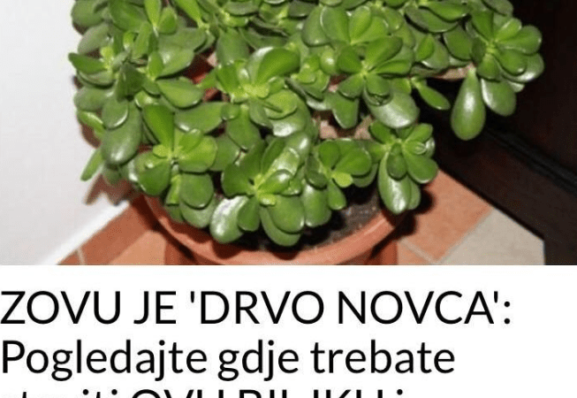 SVI KAŽU DA JE OVO ‘DRVO NOVCA’: Pogledajte gdje trebate staviti OVU BILJKU i novčanik će vam biti PUN PARA DO VRHA!