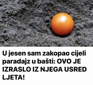 U jesen sam zakopao cijeli paradajz u bašti: EVO ŠTA JE IZRASLO IZ NJEGA USRED LJETA! (FOTO)