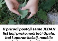 U prirodi postoji samo JEDAN list koji preko noći leči Upalu, bol i uporan kašalj, naučila me jedna starica: Ne znaju svi!