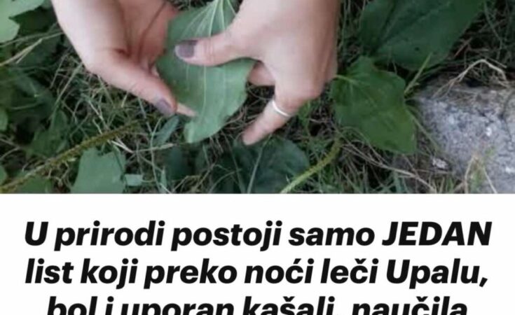 U prirodi postoji samo JEDAN list koji preko noći leči Upalu, bol i uporan kašalj, naučila me jedna starica: Ne znaju svi!