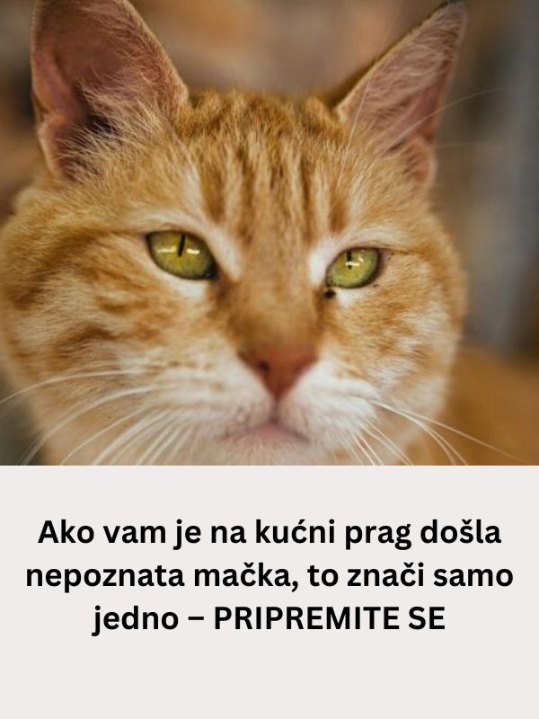 Ako vam je na kućni prag došla nepoznata mačka, to znači samo jedno – PRIPREMITE SE