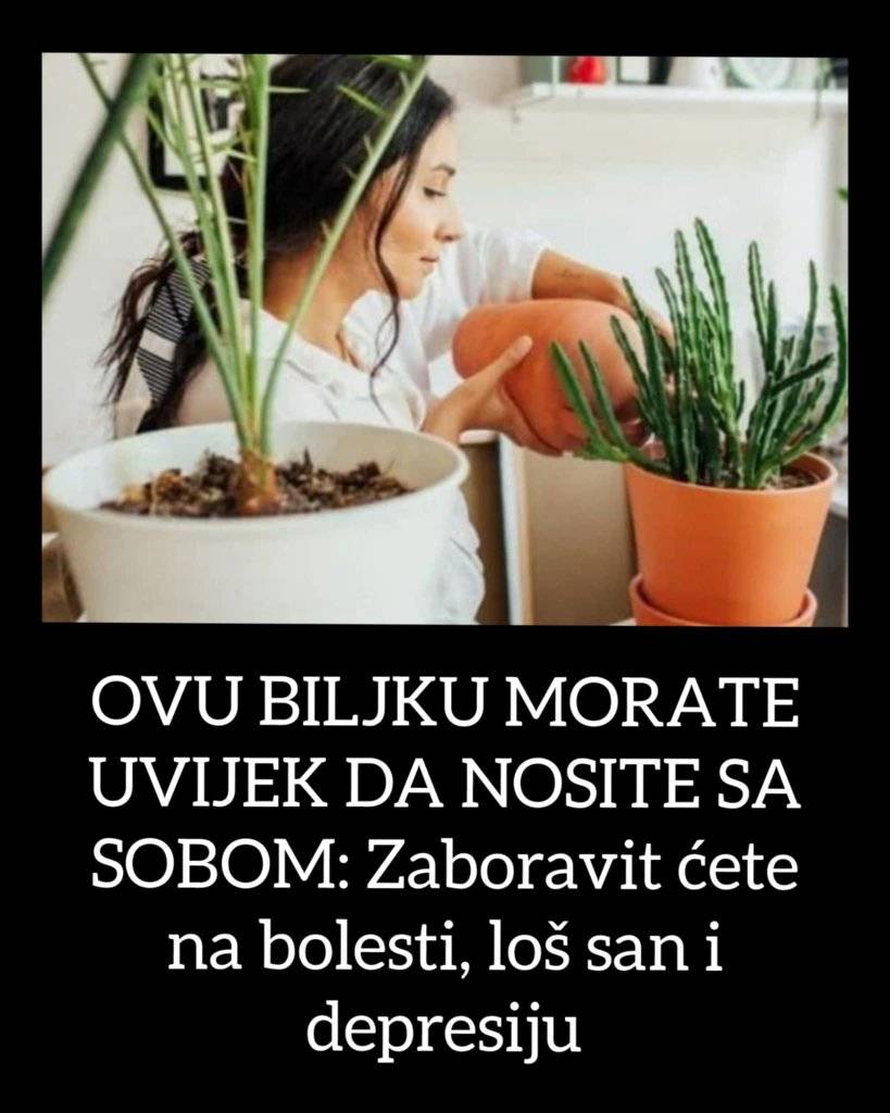 OVU BILJKU MORATE UVIJEK DA NOSITE SA SOBOM: Zaboravit ćete nabolesti, loš san i depresiju