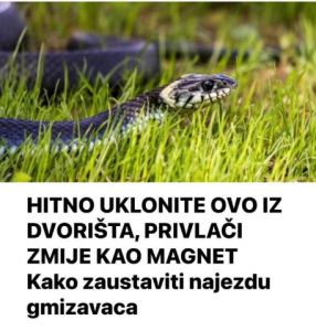 HITNO UKLONITE OVO IZ DVORIŠTA, PRIVLAČI ZMIJE KAO MAGNET – Kako zaustaviti najezdu gmizavaca