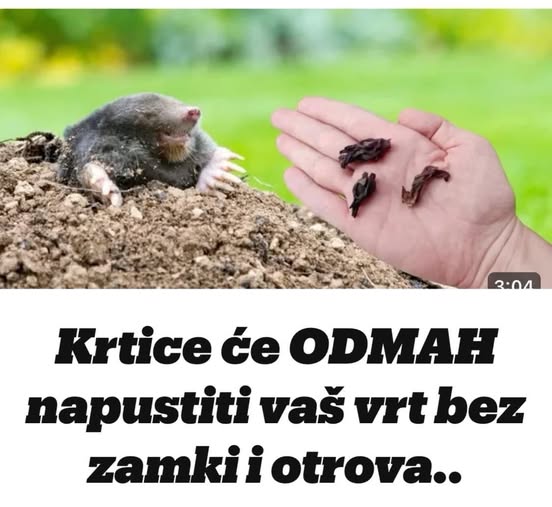 Krtice će ODMAH napustiti vašvrt bez zamki i otrova..