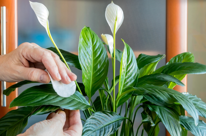 Samo 1šalica će SPATIFILIUM doslovno eksplodirati: Toliko cvjetova i novih listova još niste vidjeli!