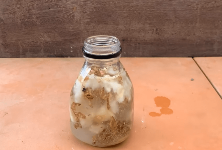 Stavite 1komad ispod orhideje! Odjednom izraste 100 grana i cvjeta cijele godine