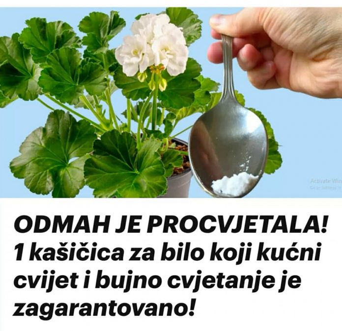 ODMAH JE PROCVJETALA! 1 kašičica za bilo koji kućni cvijet i bujno cvjetanje je zagarantovano!