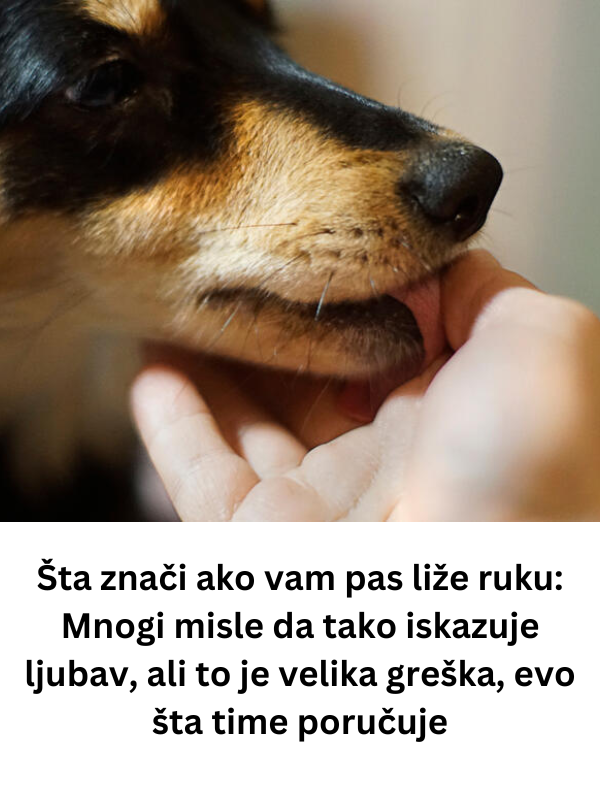 Šta znači ako vam pas liže ruku: Mnogi misle da tako iskazuje ljubav, ali to je velika greška, evo šta time poručuje