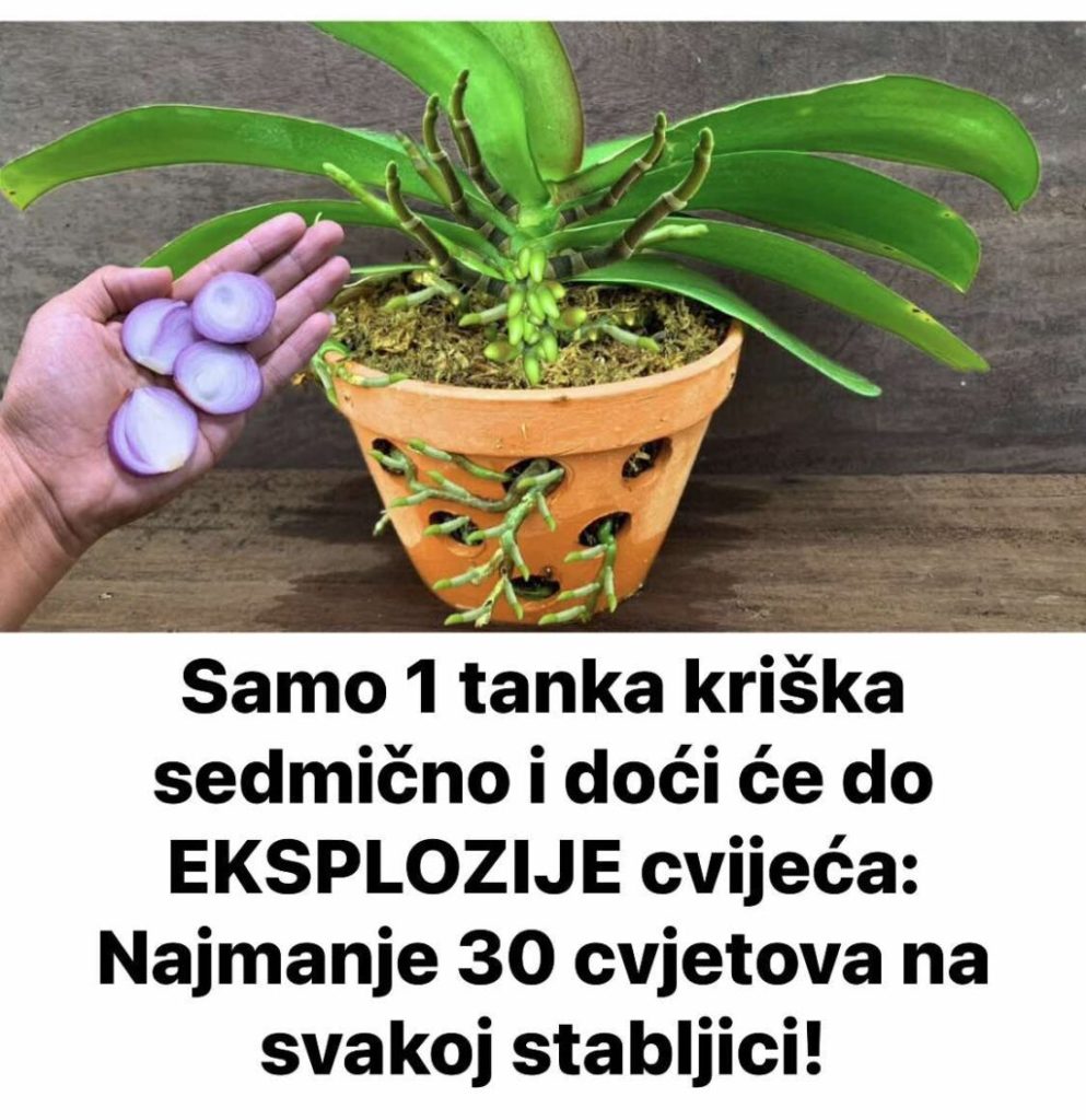 Samo 1 tanka kriška sedmično i doći će do EKSPLOZIJE cvijeća: Najmanje 30 cvjetova na svakoj stabljici!