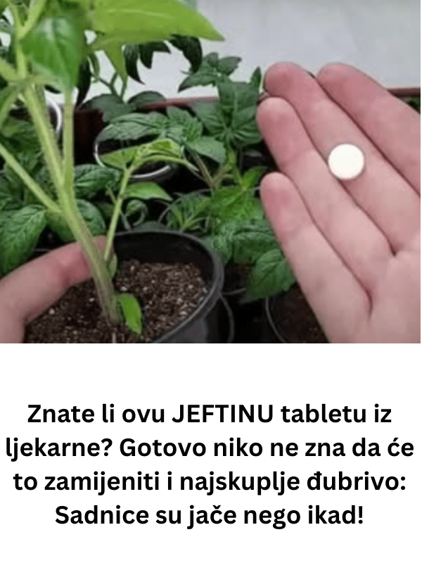 Znate li ovu JEFTINU tabletu iz ljekarne? Gotovo niko ne zna da će to zamijeniti i najskuplje đubrivo: Sadnice su jače nego ikad!
