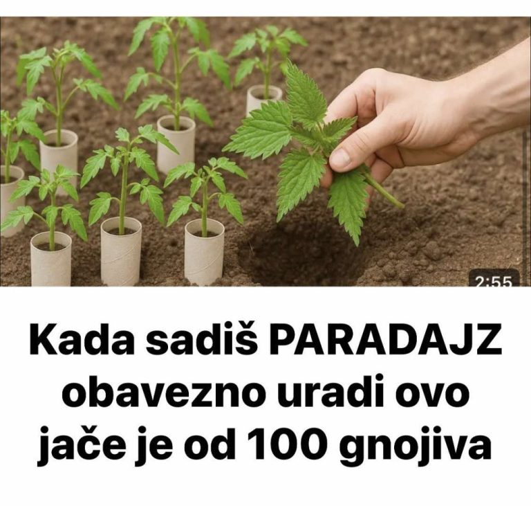 Kada sadiš PARADAJZ obavezno uradi ovo jače je od 100 gnojiva!!