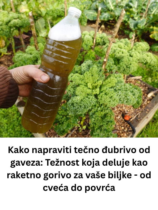 Kako napraviti tečno đubrivo od gaveza: Težnost koja deluje kao raketno gorivo za vaše biljke – od cveća do povrća