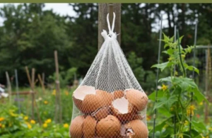 Ne Bacajte Ljuske od Jaja! Obesite ih u Bašti – Razlog će vas iznenaditi!