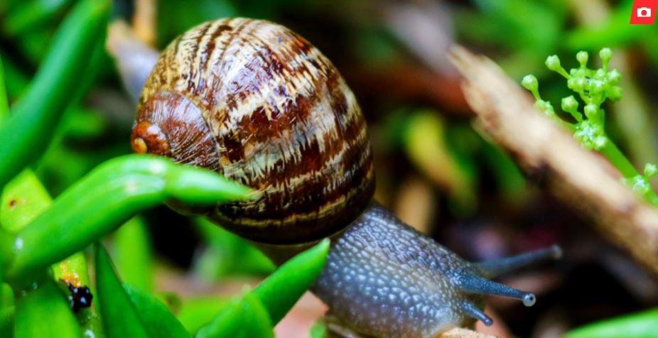 Ne koristim kemikalije da se riješim puževa. Zahvaljujući susjedovim savjetima, cijeli vrt je očišćen. To je najbolji pesticid za stabla lipe.