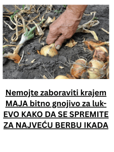 Nemojte zaboraviti krajem MAJA bitno gnojivo za luk- EVO KAKO DA SE SPREMITE ZA NAJVEĆU BERBU IKADA