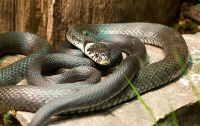 OVU ZMIJU SRBI ZOVU ČUVARKUĆA, IZLAZI SAMO U JEDNOM SLUČAJU: Zaledićete se kada čujete razlog njenog pojavljivanja