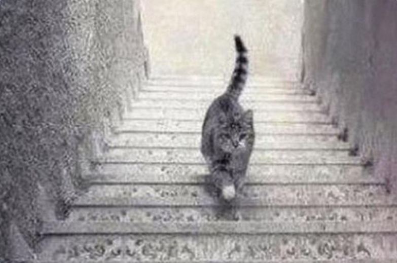 PSIHOLOŠKI TEST – DA LI MAČKA SA SLIKE SILAZI ILI SE PENJE UZ STEPENICE: Odgovor otkriva kakva ste ličnost zapravo!