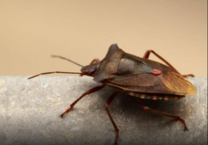 Smrdibube se strašno plaše mirisa ove biljke: Nabavite je i nećete ih više videti u kući