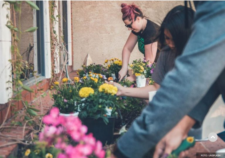Stavite samo mrvicu ovoga na dno saksije i čudo će se desiti: Za dan-dva biljke će bujati kao lude