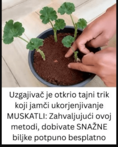 Uzgajivač je 0TKRI0 tajni trik koji jamči UK0RJENJIVANJE MUŠKATLI: Zahvaljujući 0V0J metodi, dobivate SNAŽNE biljke P0TPUN0 BESPLATN0