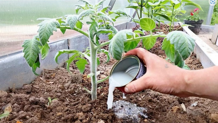 Vrtlari, ovo je onočime hraniti PARADAJZE nakon sadnje: Sipajte ovo na rasadima i imaće više plodova nego listova!