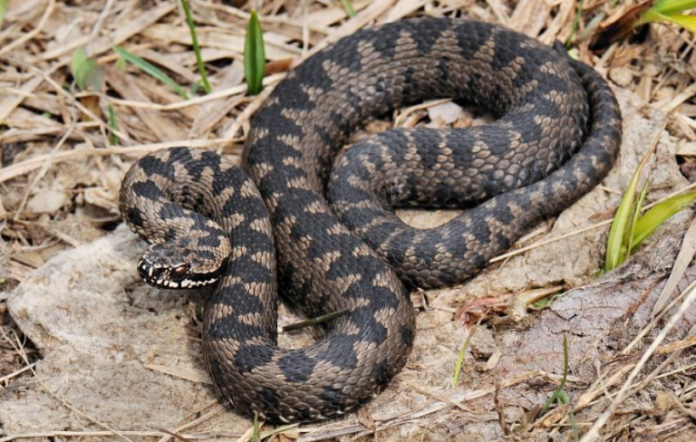 Zmije ovaj miris ne podnose, čim gaosete nikad više se ne vraćaju! Sezona kreće, Srbi, ovo će vas jedino spasiti!