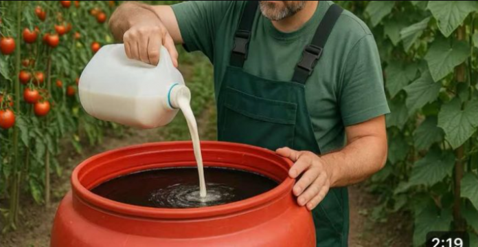 BESPLATNO PRIRODNO GNOJIVO jača i ubrzava rast svih biljaka!