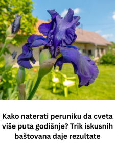 Kako naterati peruniku da cveta više puta godišnje? Trik iskusnih baštovana daje rezultate