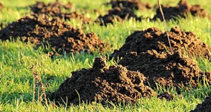 Krtice u bašti prave ogromnu štetu, evo kako da ih se rešite: Sipajte ovaj napitak u zemlju i odmah će pobeći