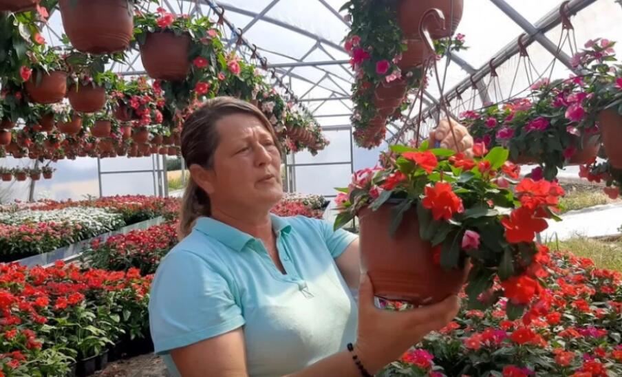 Muškatle se zalivaju svaki 3