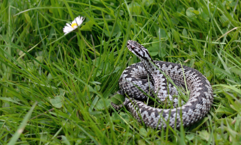 OPREZ: Ovi mirisi MAME ZMIJE U VAŠE DVORIŠTE – ovo ih privlači, a evo štaih odbija