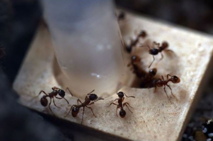 Sa samo jednom kapljicom, možete učiniti da mravi trenutno nestanu – nevjerojatno učinkovit trik za vaš dom!