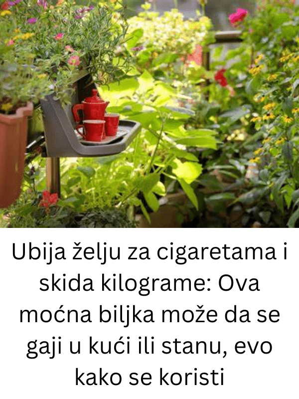 Ubija želju za cigaretama i skida kilograme: Ova moćna biljka može da se gaji u kući ili stanu, evo kako se koristi