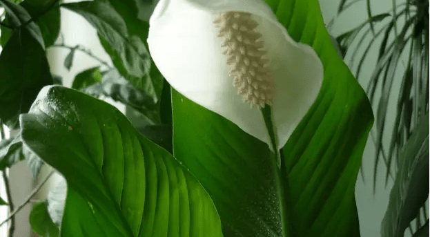 100g je sve što je potrebno i spatifilum cvjeta skoro NON-STOP: Nema bolesti, imamo 5 puta više lijepih listova i cvjetova!