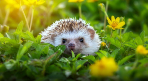 Ako vam se u dvorištu pojavio jež, možete mirno spavati!