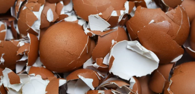 BACATE IH GODINAMA U SMEĆE, A PRAVO SU BLAGO Ljuske od jaja čiste kupatilo, hrane biljke, i čine omiljeni napitak ukusnijim nego ikad!