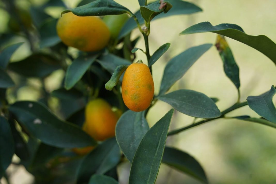 Imate stan s malim balkonom? Sasvim dovoljno za uzgoj voćki, ovo su sorte koje najbolje uspijevaju!