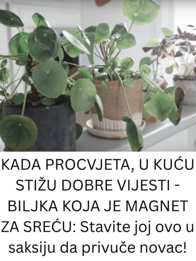 KADA PROCVJETA, U KUĆU STIŽU DOBRE VIJESTI – BILJKA KOJA JE MAGNET ZA SREĆU: Stavite joj ovo u saksiju da privuče novac!