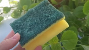 Nikada ne bacajte stari sunđer: Kada vidite čemu služi čuvat ćete ga kao oči u glavi!!TRIK KOJI JE OBIŠAO CIJELI SVIJET!!!!