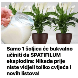 Samo 1 šoljica će bukvalno učiniti da SPATIFILUM eksplodira: Nikada prije niste vidjeli toliko cvijeća i novih listova!