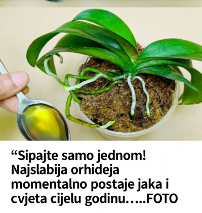 Sipajte samo jednom! Najslabija orhideja momentalno postaje jaka i cvjeta cijelu godinu…..