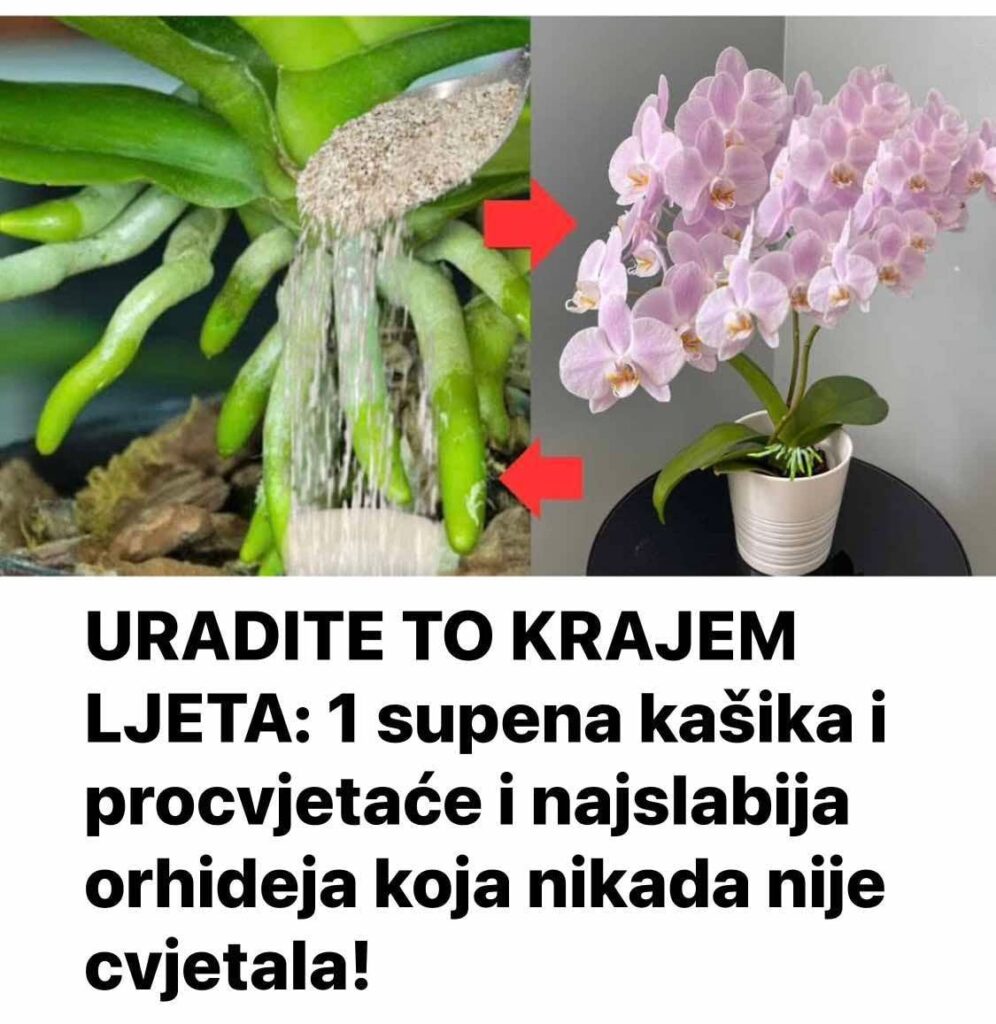 URADITE T0 KRAJEM LJETA: 1 supena kašika i procvjetaće i najslabija 0rhideja koja nikada nije cvjetala!