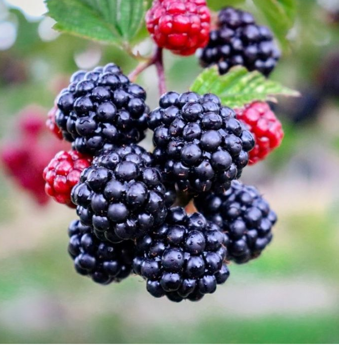 VIC DANA !! CRNOGGORAC U BEOGRADU