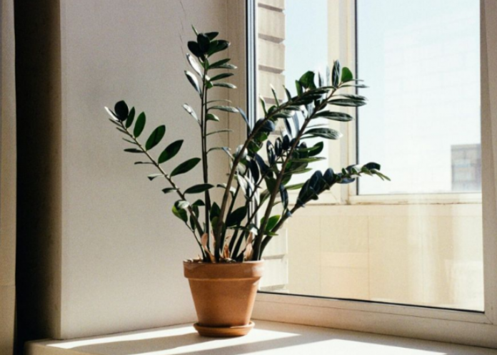 Zamija se ne stavlja bilo gdje: Samo jedno mjesto u domu privlači novac i sreću