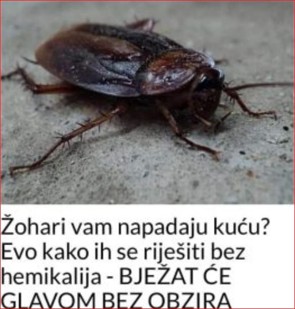 Žohari vam napadaju kuću? Evo kako ih se riješiti bez hemikalija – BJEŽAT ĆE GLAVOM BEZ OBZIRA