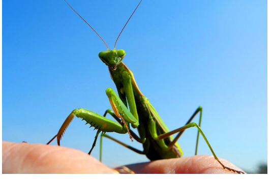 Kada BOGOMOLJKA uđe u vašu kuću, to znači SAMO JEDNO: Njeno prisustvo nosi važnu poruku, evo i koju