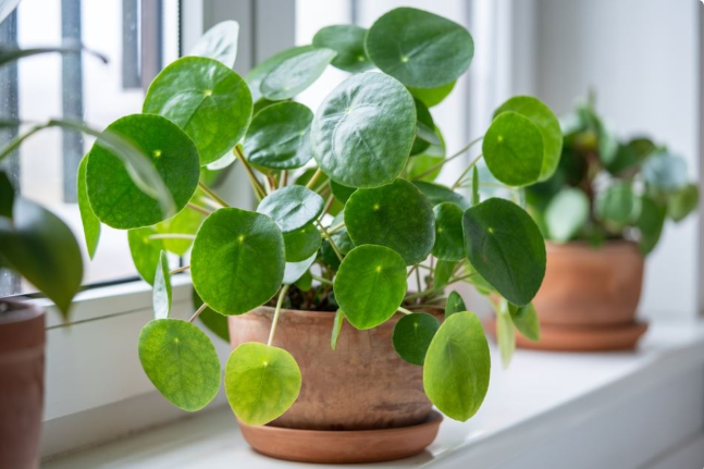 Kažu da jedino ovo cveće uspeva dobrim osobama: Čim počne da buja, u kuću dolazi sreća i blagostanje